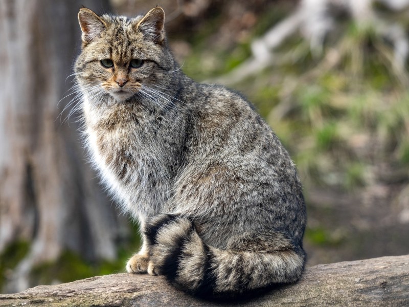 Wildkatze in Neuseeland auf einem Baum