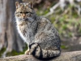 Wildkatze in Neuseeland auf einem Baum