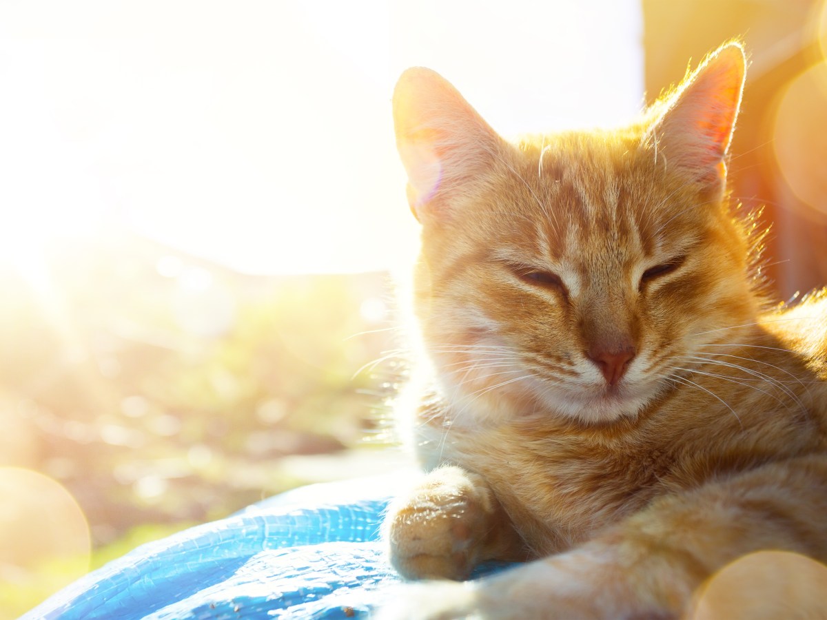 Wenn Katzen schnurren – diese verborgene Botschaft steckt dahinter