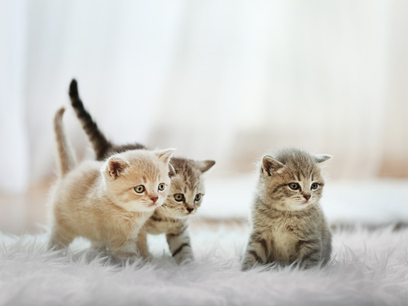 Katzenbabys auf einem Teppich