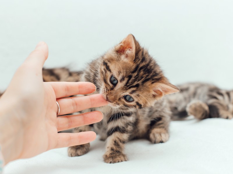 Kitten riecht an Hand