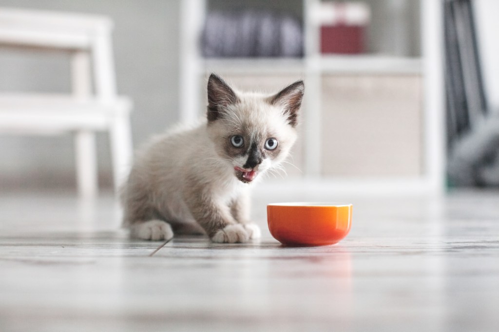 Katzenbabys frisst Futter aus einer Schale