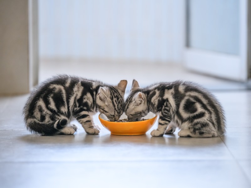 Kitten essen Trockenfutter aus einem Napf