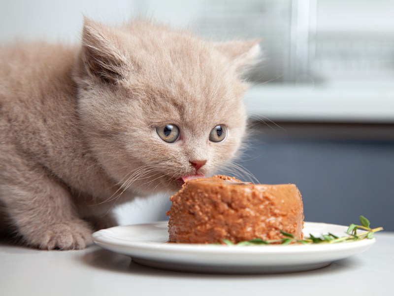 Katze frisst selbst gemachtes Katzenfutter