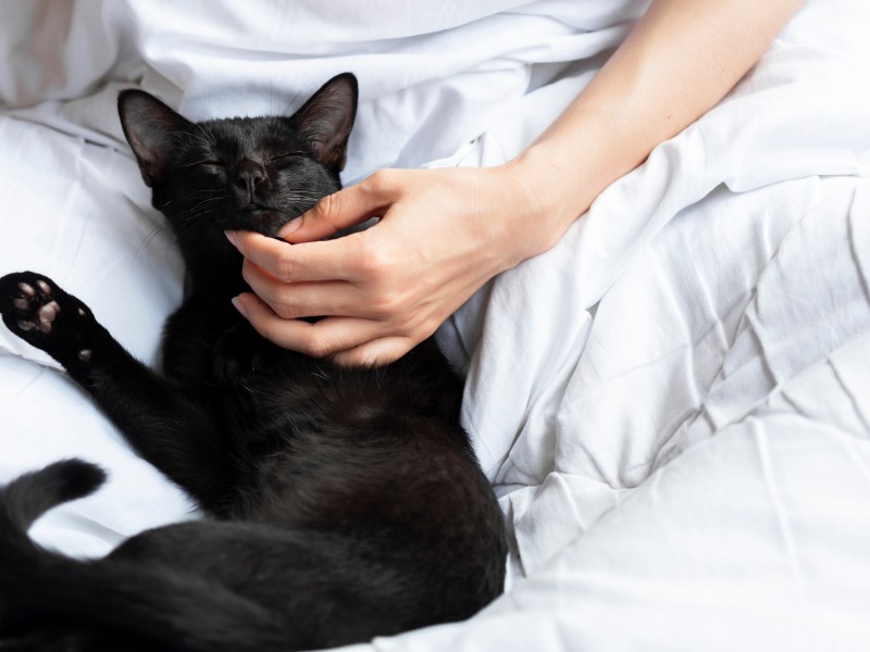Katzenrassen Kurzhaar schwarze Katze wird gestreichelt