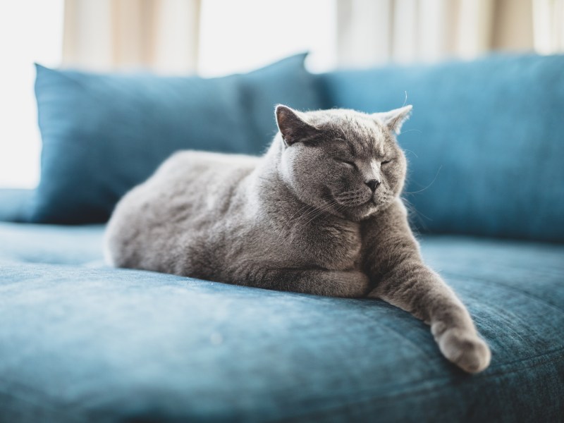British Kurzhaar Katze liegt in der Wohnung auf Sofa