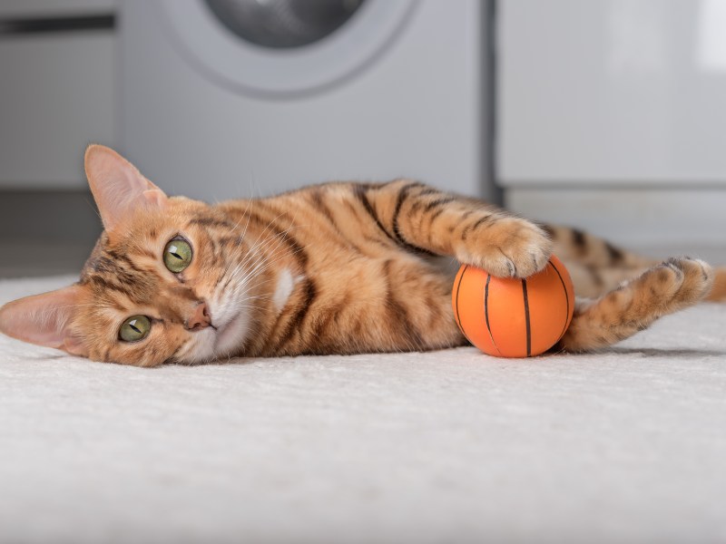 Katzenspielzeug elektrischer Basketball