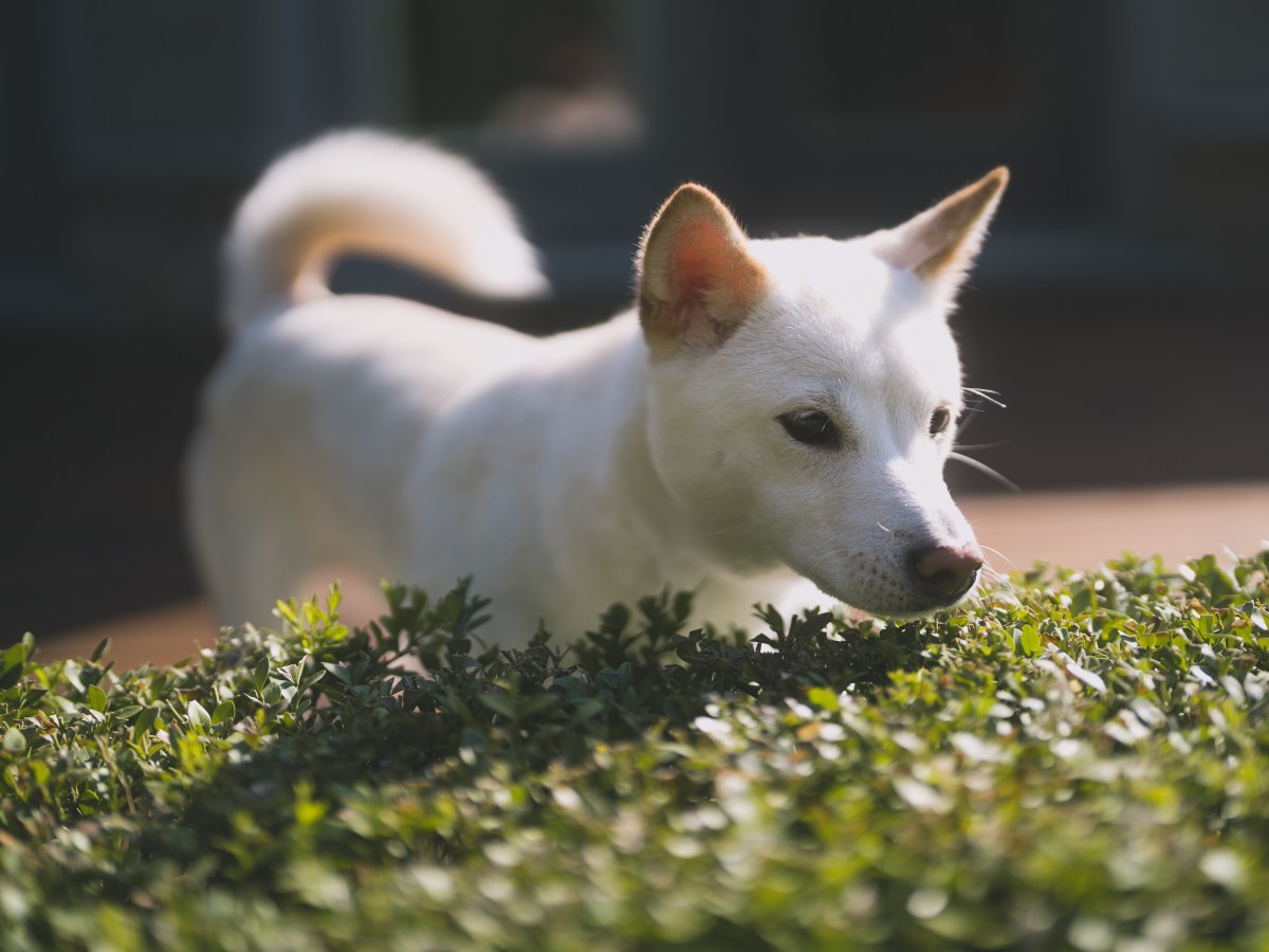 Kishu: Alles über die besondere japanische Hunderasse
