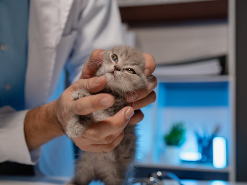 Tierarzt hält Kitten in der Hand