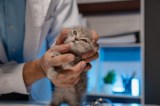 Tierarzt hÃ¤lt Kitten in der Hand