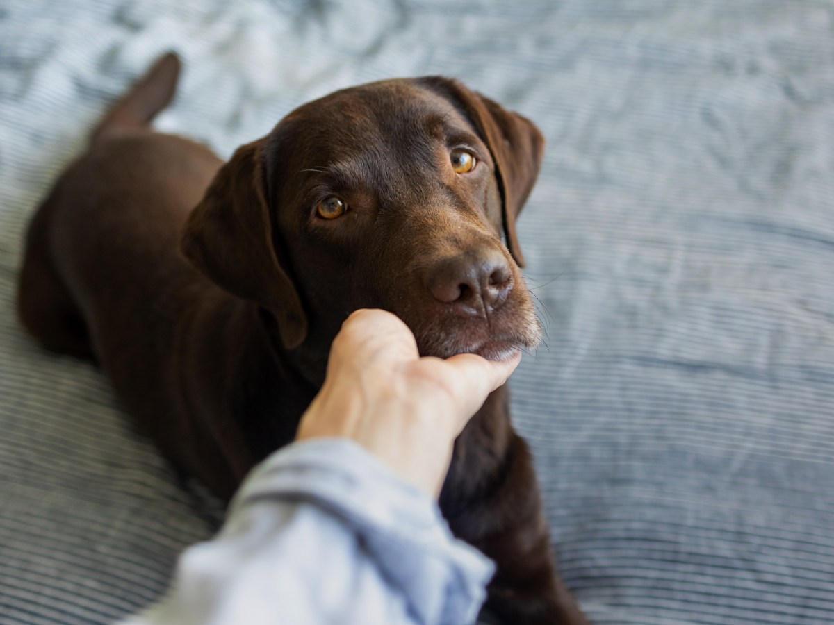 Übersäuerung beim Hund: Wie kann man der Fellnase helfen?