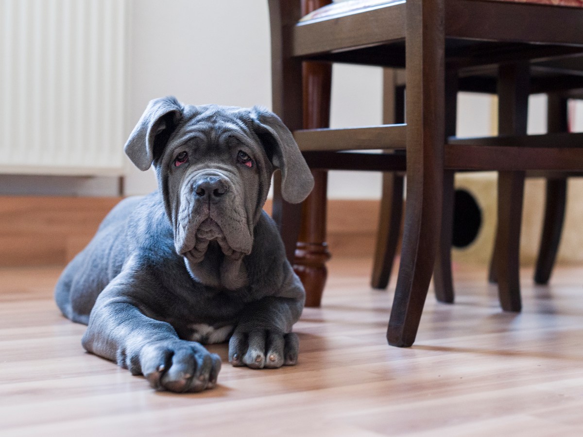 Alles Wissenswerte über den Mastino Napoletano – Charakter, Pflege und mehr