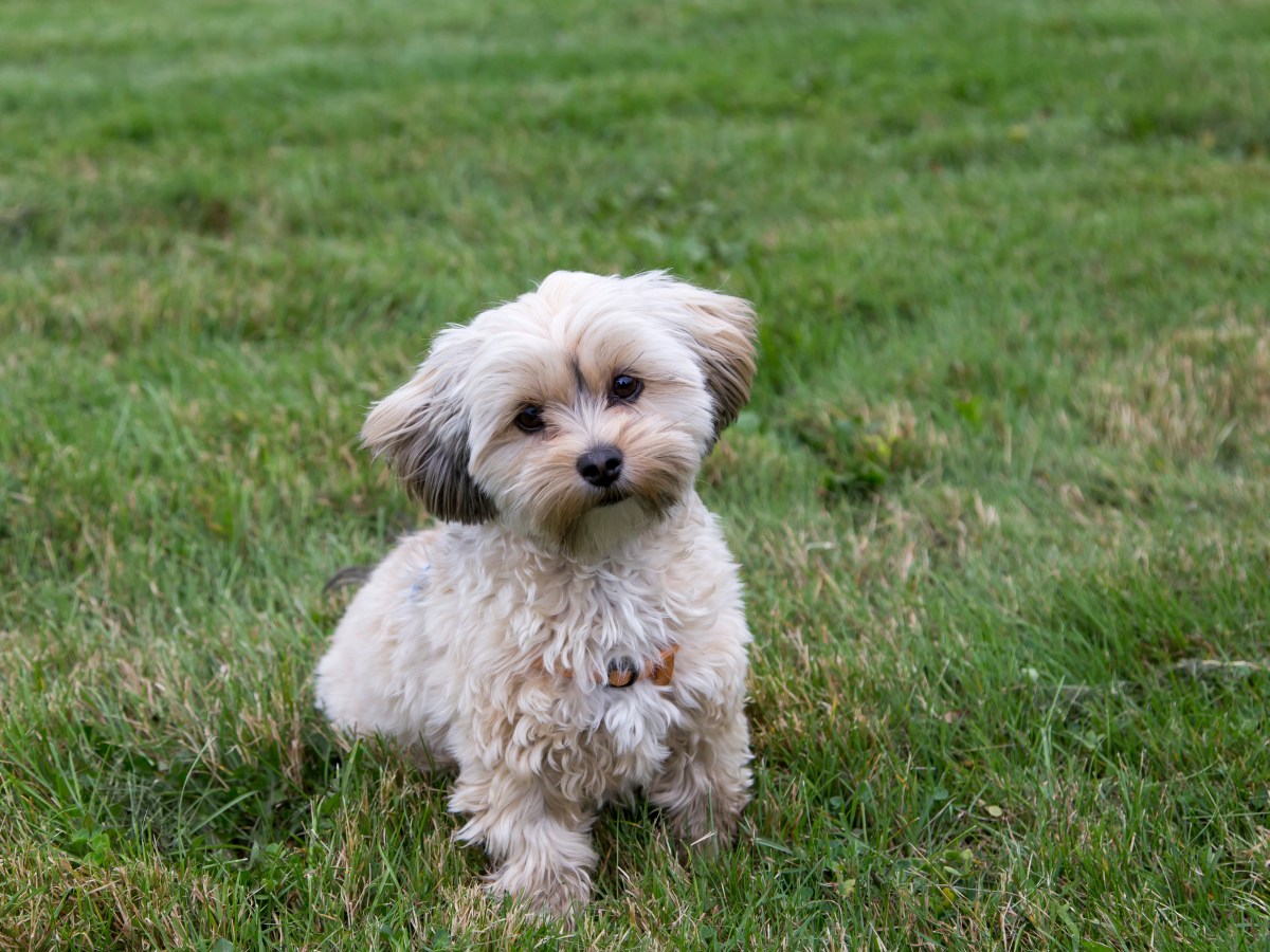 Morkie – Der charmante Mix aus Malteser und Yorkshire Terrier im Rasse-Steckbrief