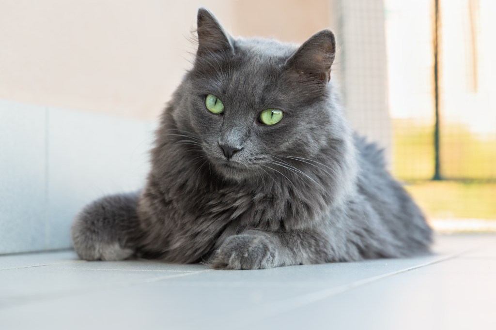 Nebelung Katze liegt auf dem Boden