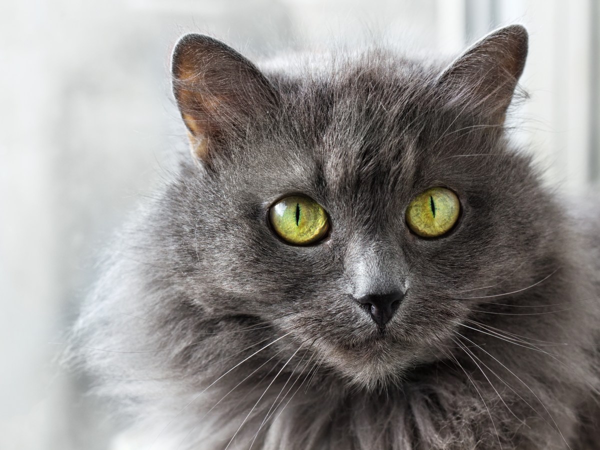 Nebelung-Katze im Steckbrief: Grau wie Nebel, und dennoch leicht zu durchschauen