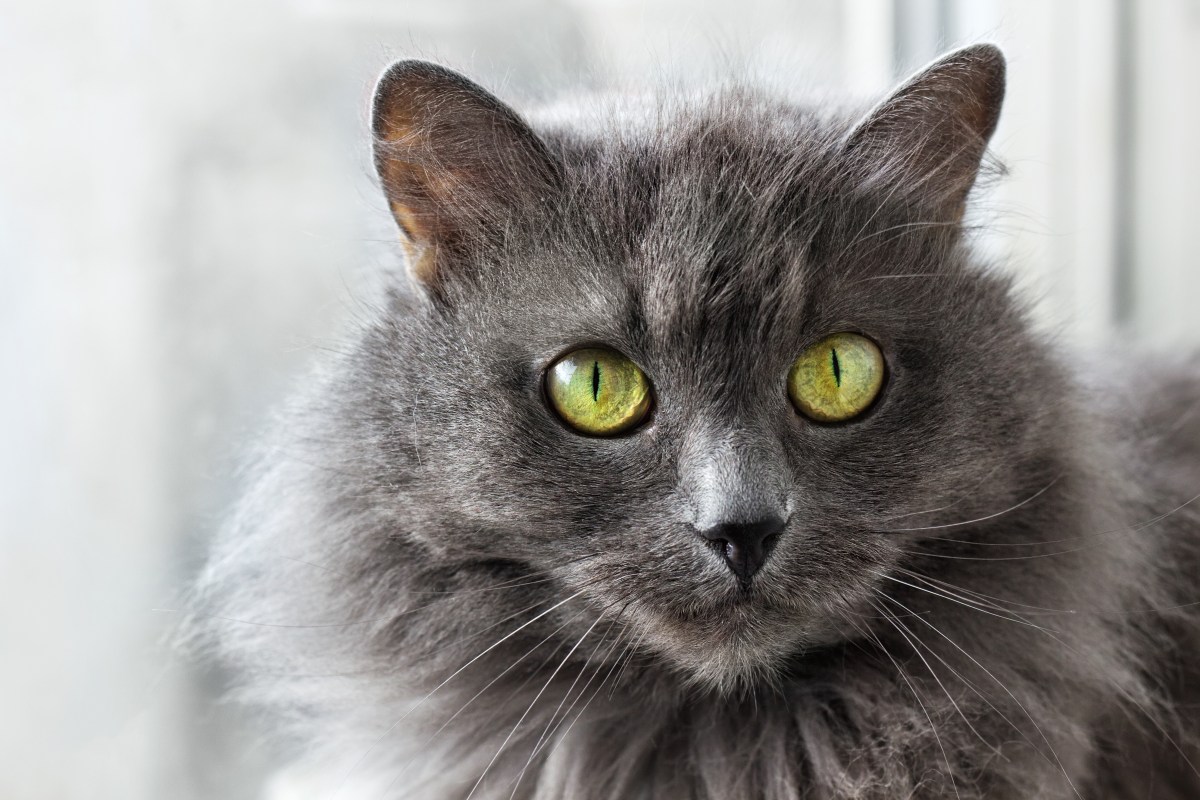 Nebelung-Katze Augen