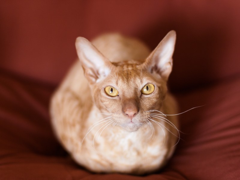 Peterbald Katze auf dem Sofa