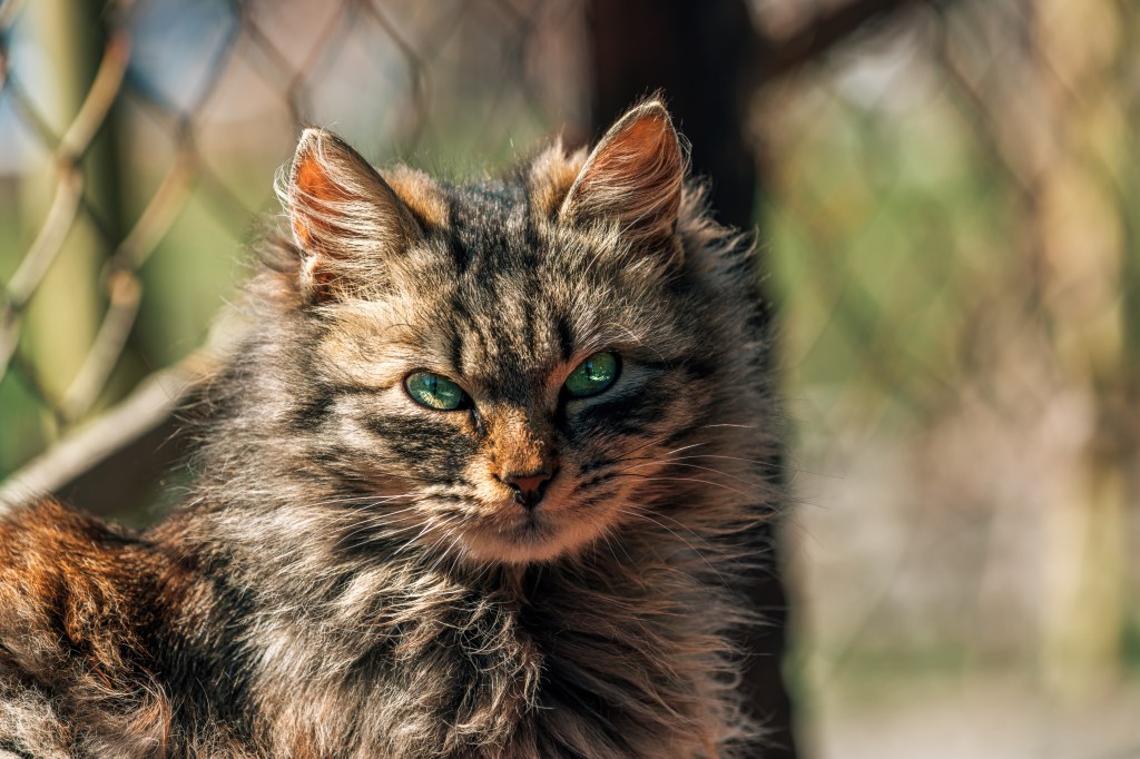 Ragamuffin Katze am Zaun