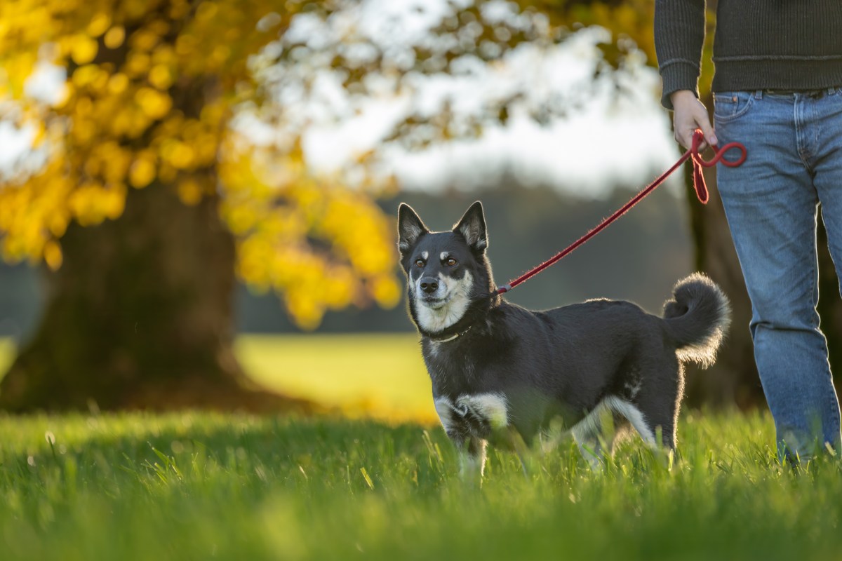 Lappländischer Rentierhund