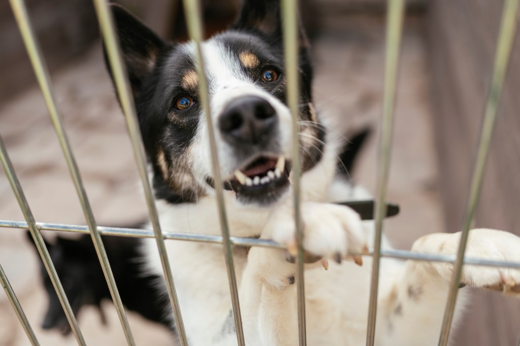 Tierschutzhund adoptieren