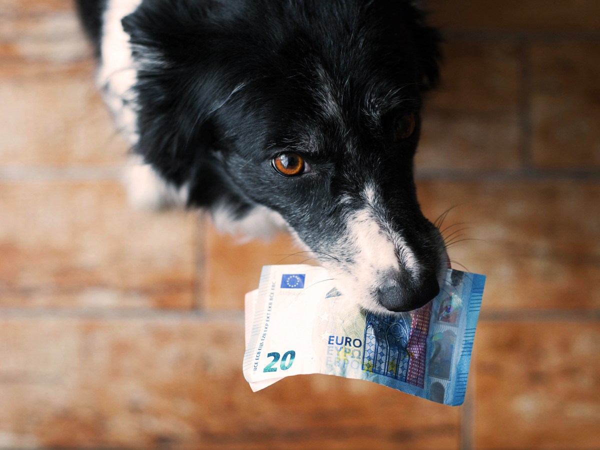 Hund aus dem Tierschutz Kosten