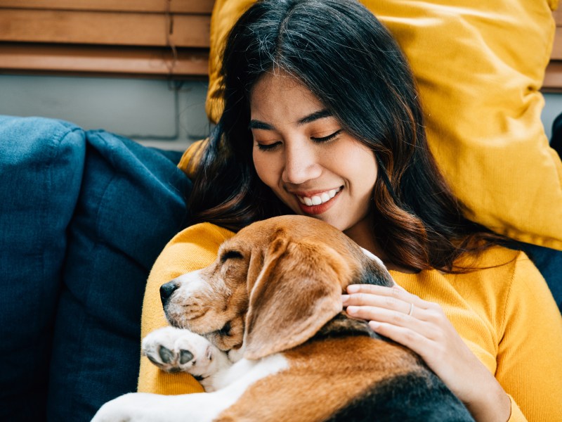 Hund aus dem Tierschutz Anfänger