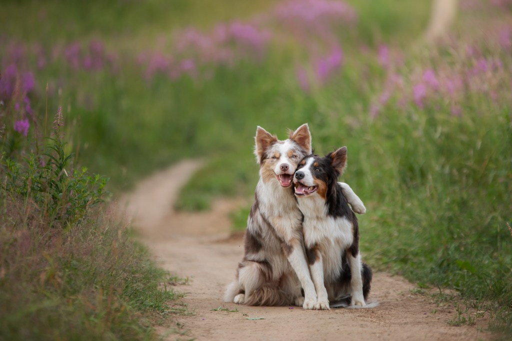 zwei Hunde umarmen sich