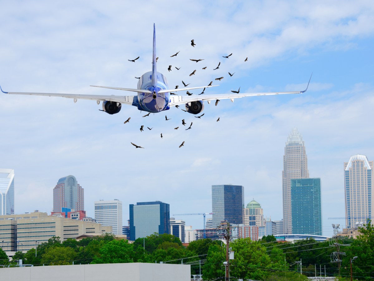 Flugzeug: Wie gefÃ¤hrlich ist ein Vogelschlag?