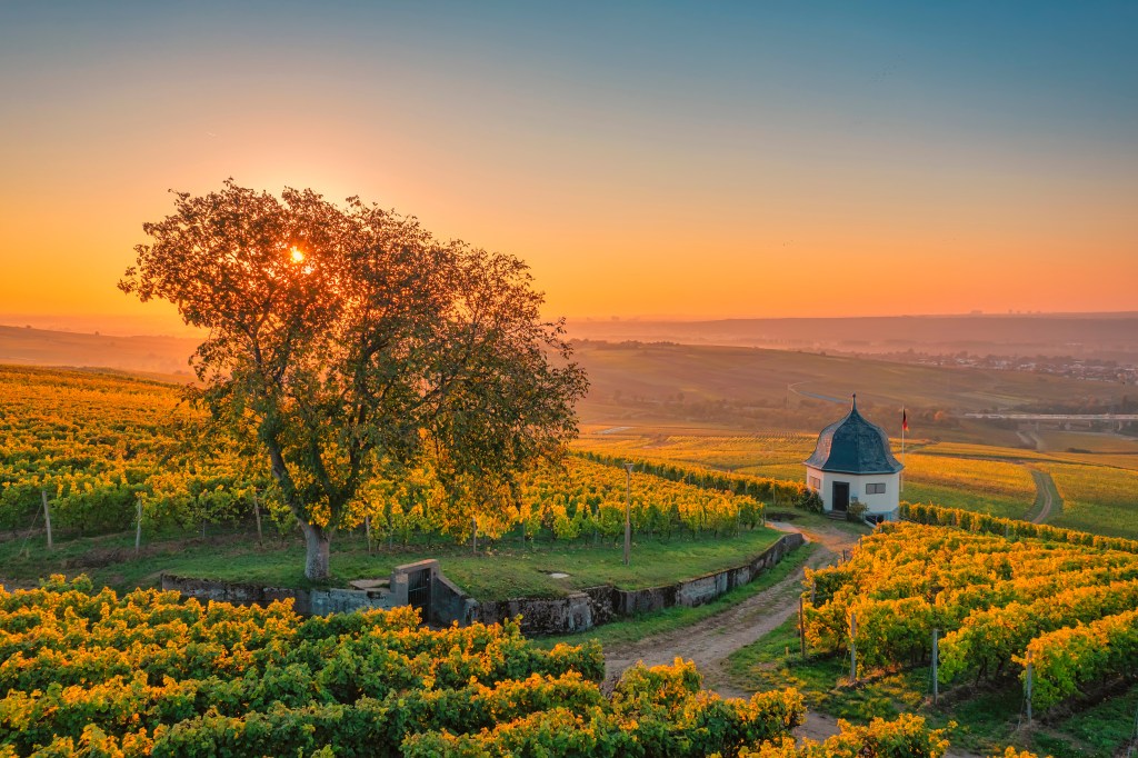 Der Rheingau bietet zudem zahlreiche Wander- und Radwege durch die Weinberge.