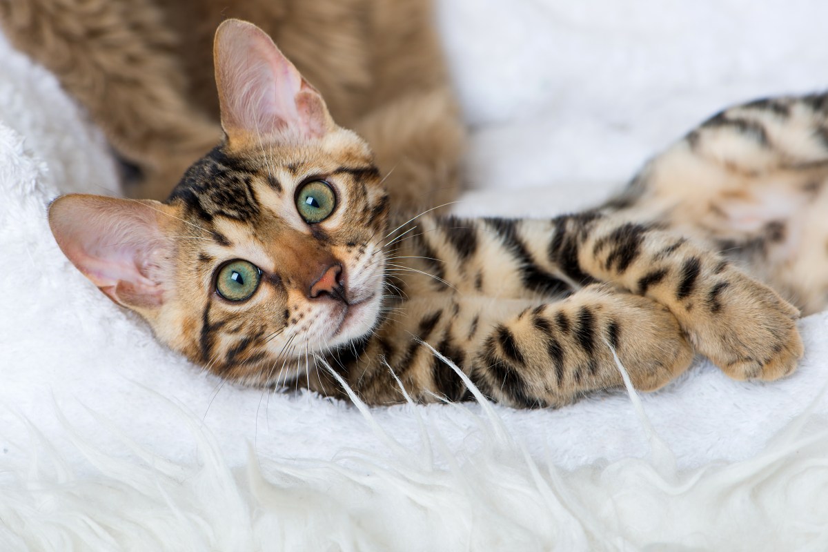 Bengal Katze liegt auf einer flauschigen Decke