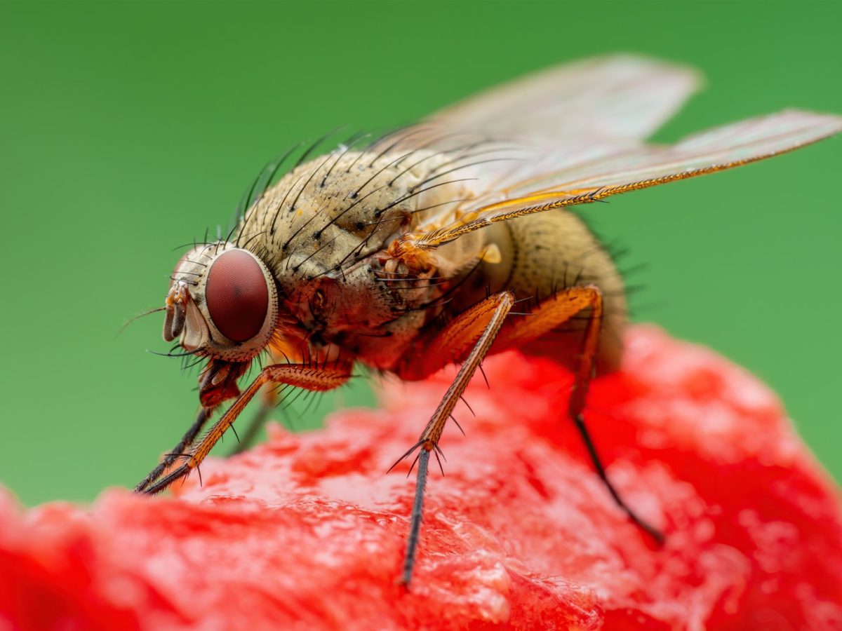 Fruchtfliegen nachhaltig loswerden: So vernichtest du die lästigen Tiere umweltfreundlich