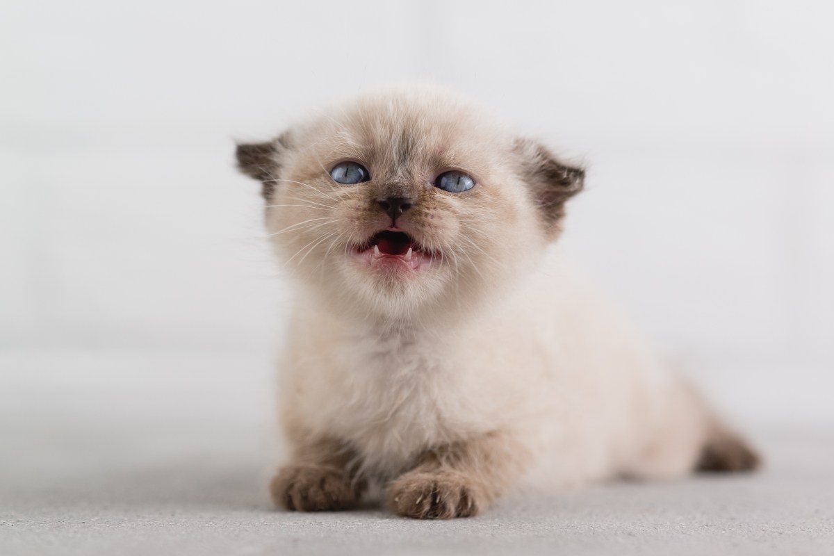 Kitten mit Milchzähnen und Zahnlücke