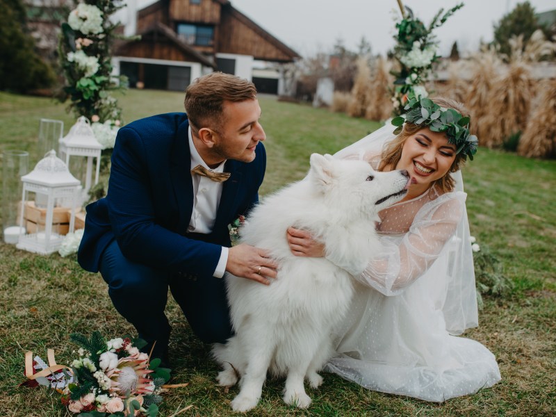 Hund auf Hochzeit