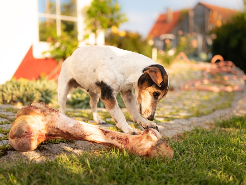 Hund beim Knochen-Essen