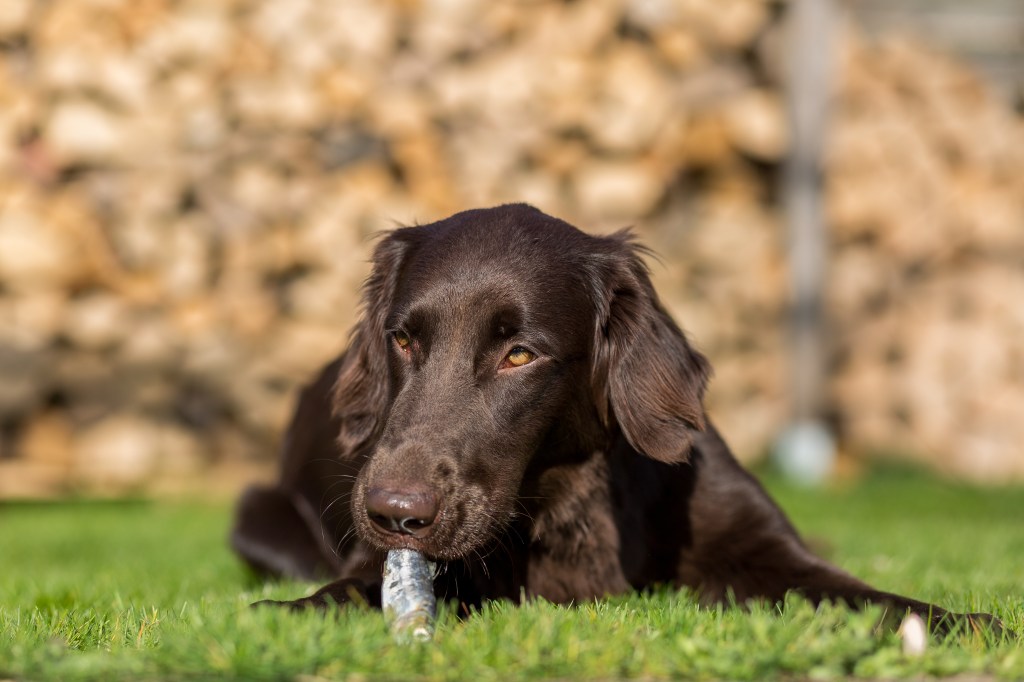 Hund mit Fisch