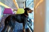 Hund ohne Maulkorb in der Bahn Strafe