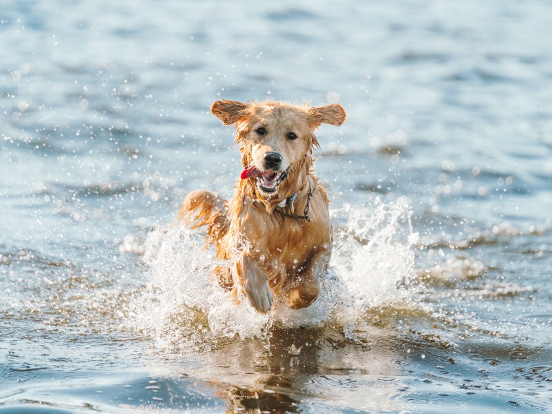 Hund Salzwasser