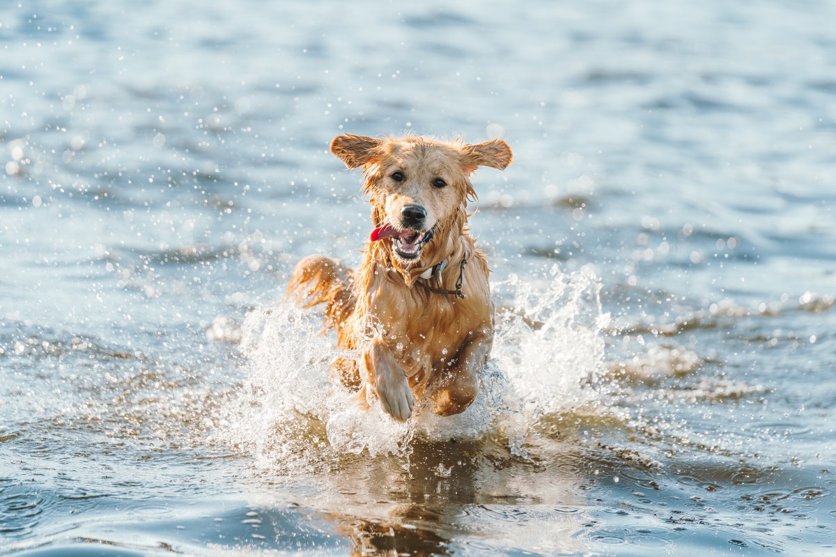 Hund Salzwasser