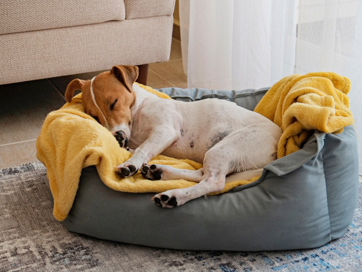 Hund schlÃ¤ft viel und frisst nichts