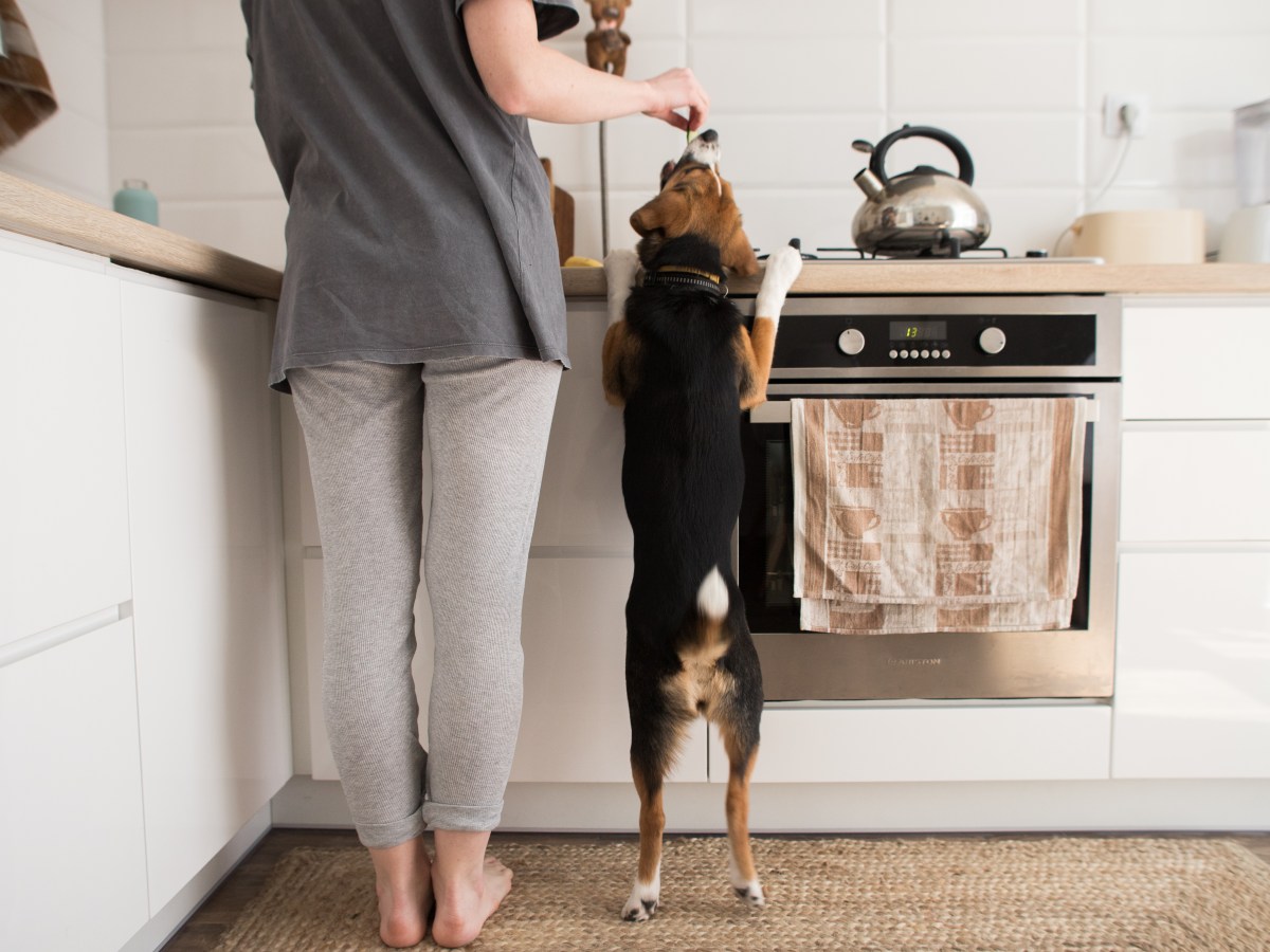 fÃ¼r den Hund kochen