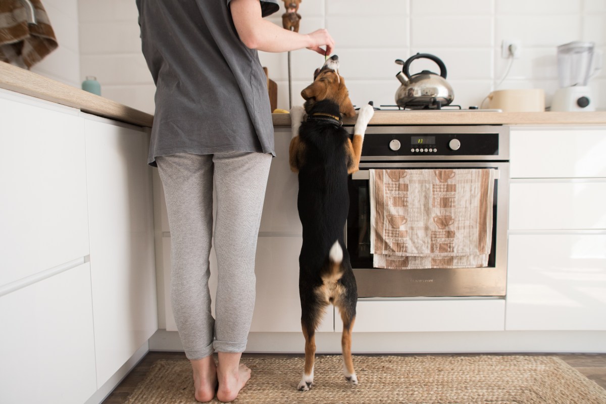 für den Hund kochen