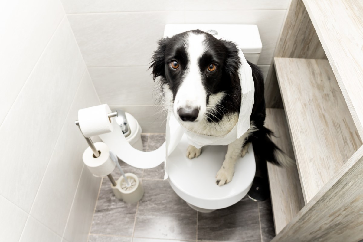 Hund auf Toilette