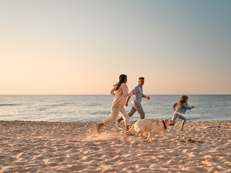 Hund am Meer mit Familie