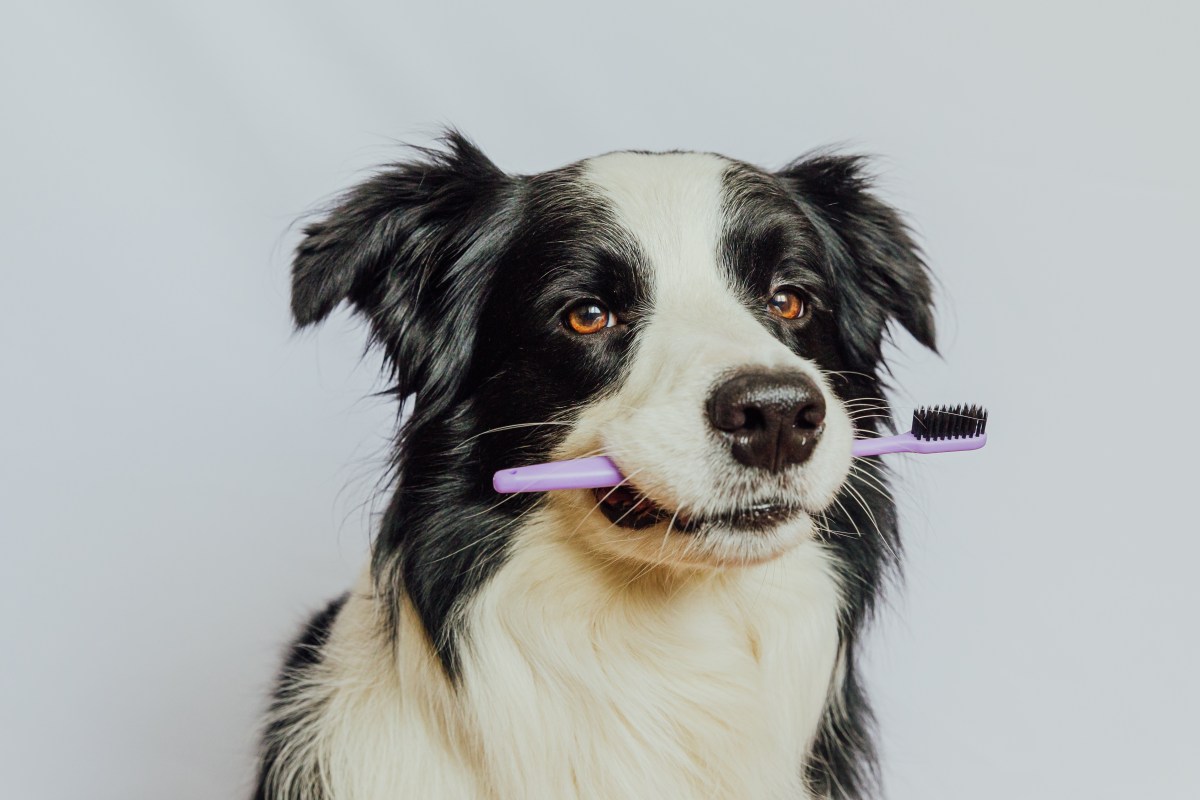 Hund mit ZahnbÃ¼rste im Maul