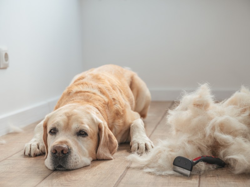 Hund mit Hundehaaren