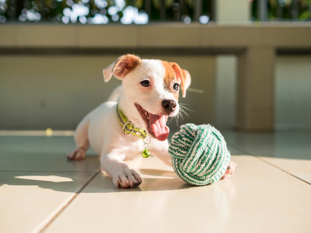 Hundezubehör Spielzeug