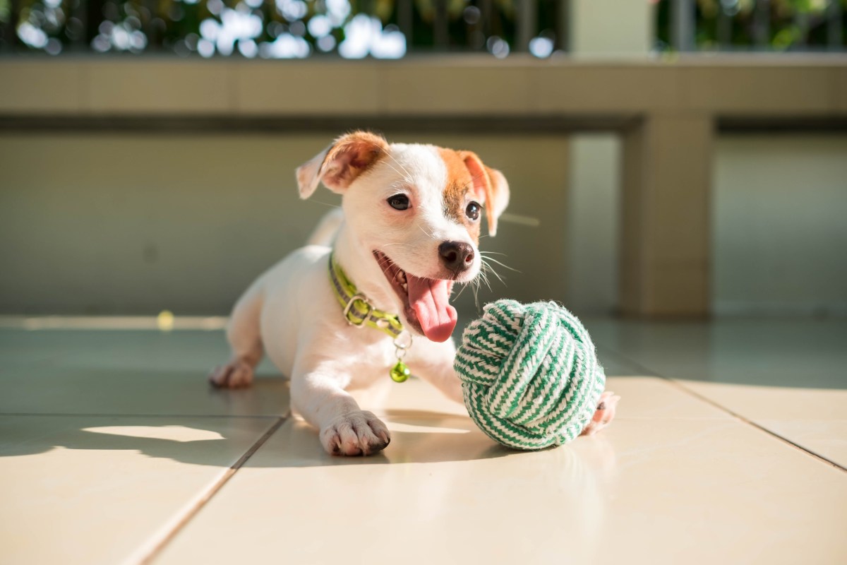 Hundezubehör Spielzeug