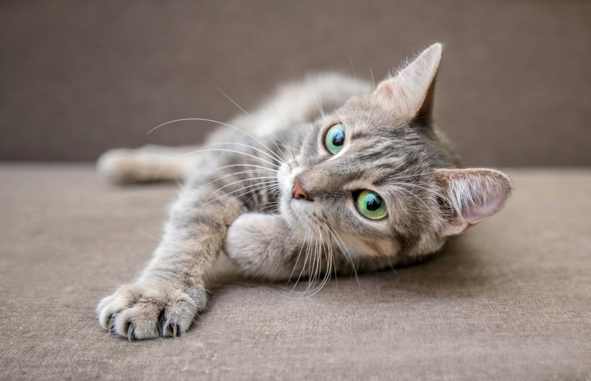 Katze alleine auf dem Sofa