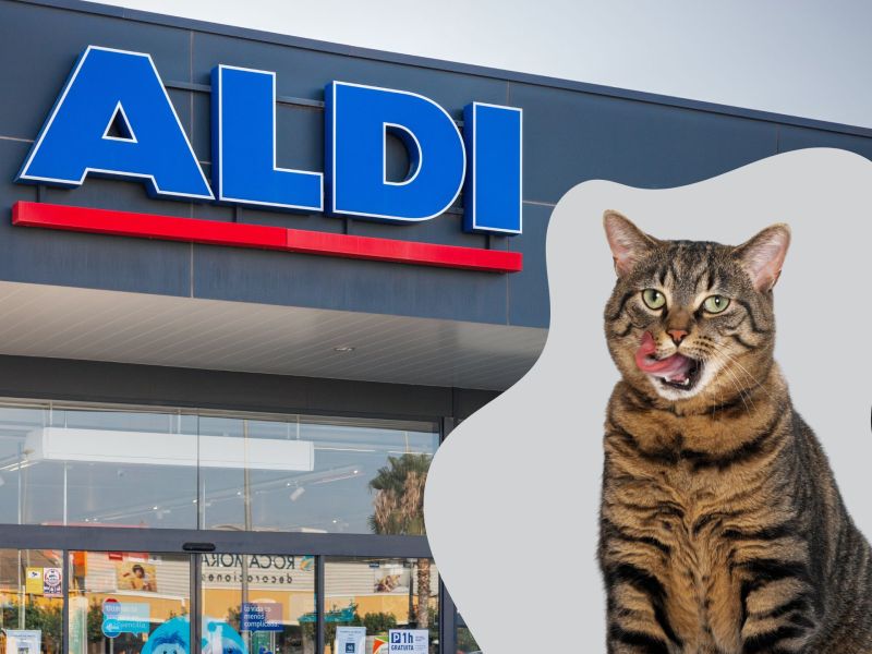 Katze sitzt vor einer Aldi Filiale