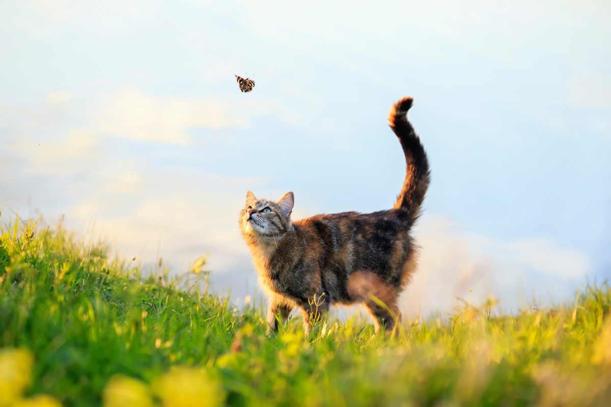 Katze mit Freigang auf einer Wiese jagt Schmetterling